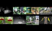 Bird-feeder-livestream10