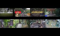 Bird-feeder-livestream7