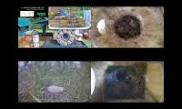 Bird-Nesting-Livestream8