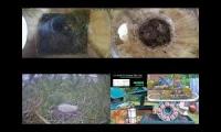 Bird-Nesting-Livestream8