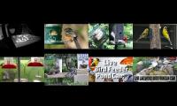 Bird-feeder-livestream10