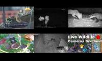 Bird-feeder-livestream12