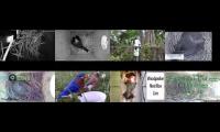 Thumbnail of Bird-Nesting-Livestream3
