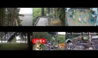 Bird-feeder-livestream7