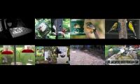 Bird-feeder-livestream10