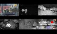 Bird-feeder-livestream12