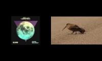 Thumbnail of American Wookcock Luring Worms