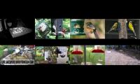 Bird-feeder-livestream10