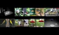 Bird-feeder-livestream10