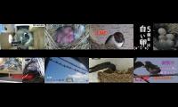 Bird-Nesting-Livestream4