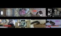 Bird-Nesting-Livestream4