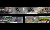 Thumbnail of BirdsNestingBirdsFeeder 8