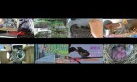 Thumbnail of BirdsNestingBirdsFeeder 2