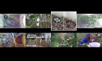 BirdsNestingBirdsFeeder 7