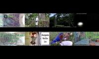 Thumbnail of BirdsNestingBirdsFeeder 7