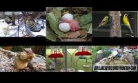 BirdsNestingBirdsFeeder