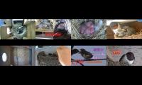 Thumbnail of BirdsNestingBirdsFeeder 2