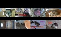 BirdsNestingBirdsFeeder 2