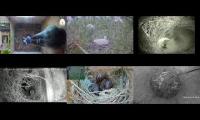BirdsNestingBirdsFeeder 6