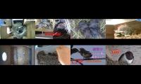 Thumbnail of BirdsNestingBirdsFeeder 2