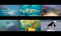 Thumbnail of deerfield beajch/ frying pan tower/ coral city/ orca lab/anacapa cove/manatee cam