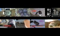 BirdsNestingBirdsFeeder 2