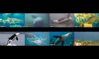 shark cam/orcalab/ anacapa island/ save the manattees