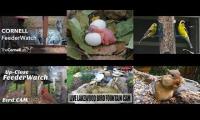 Thumbnail of BirdsNestingBirdsFeeder 1