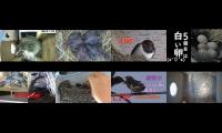 Thumbnail of BirdsNestingBirdsFeeder 2