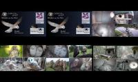 BirdsNestingBirdsFeeder 9