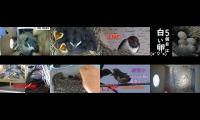 BirdsNestingBirdsFeeder 2