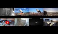 BirdsNestingBirdsFeeder 19