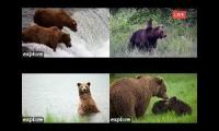 Brooks Falls - Katmai National Park, Alaska, USA