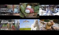 BirdsNestingBirdsFeeder 1