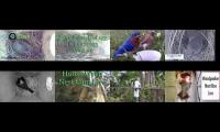 Thumbnail of BirdsNestingBirdsFeeder 7