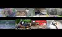 BirdsNestingBirdsFeeder 8