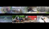 Thumbnail of BirdsNestingBirdsFeeder 8