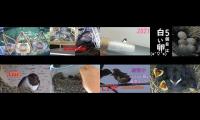 BirdsNestingBirdsFeeder 2