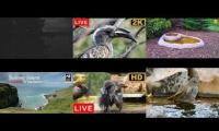 BirdsNestingBirdsFeeder 14