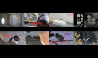 Thumbnail of BirdsNestingBirdsFeeder 2