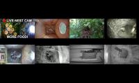 Thumbnail of BirdsNestingBirdsFeeder 6