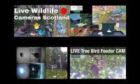 Thumbnail of BirdsNestingBirdsFeeder 21