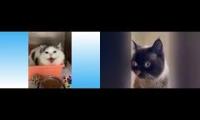 Funny cat videos 2021 Try not to Laugh or grin Challenge Very funny Cats - pet cat