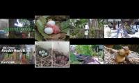 Thumbnail of BirdsNestingBirdsFeeder 1