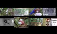 BirdsNestingBirdsFeeder 5