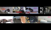 BirdsNestingBirdsFeeder 2