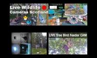 Thumbnail of BirdsNestingBirdsFeeder 21