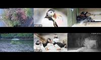BirdsNestingBirdsFeeder 8
