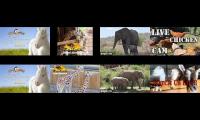 Thumbnail of BirdsNestingBirdsFeeder 23