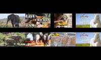Thumbnail of BirdsNestingBirdsFeeder 23